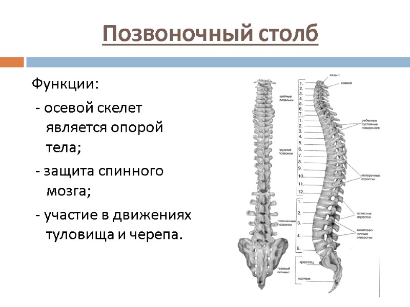 Позвоночный столб Функции:  - осевой скелет является опорой тела;  - защита спинного